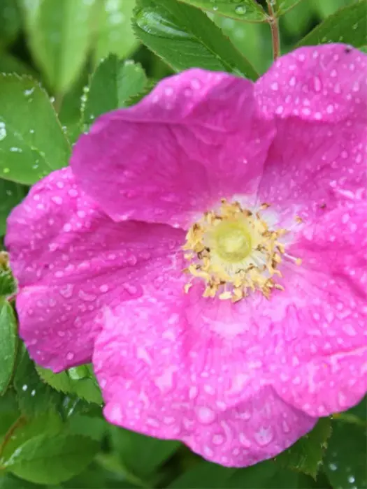 Sirop De Roses Sauvages - Gourmet Sauvage 2